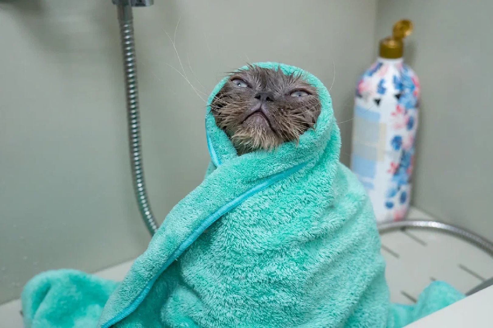 Общество, День кошек, Праздник, Румфолд, Ликино-Дулево, Куровское