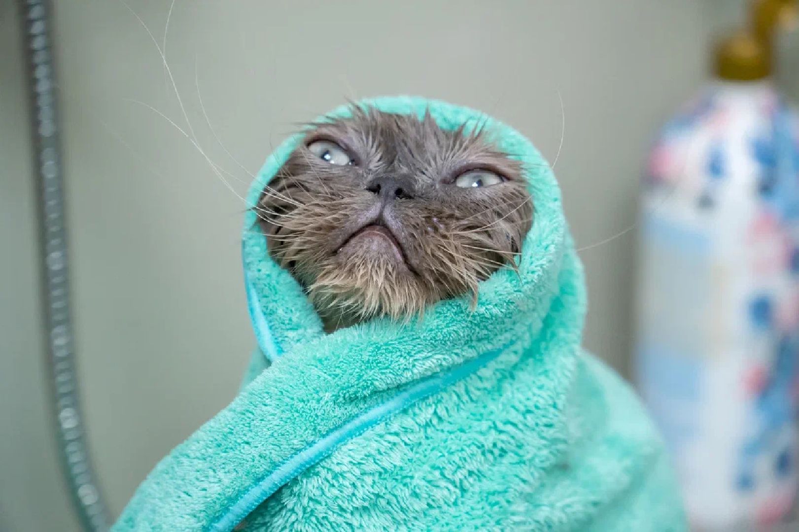 Общество, День кошек, Праздник, Румфолд, Ликино-Дулево, Куровское