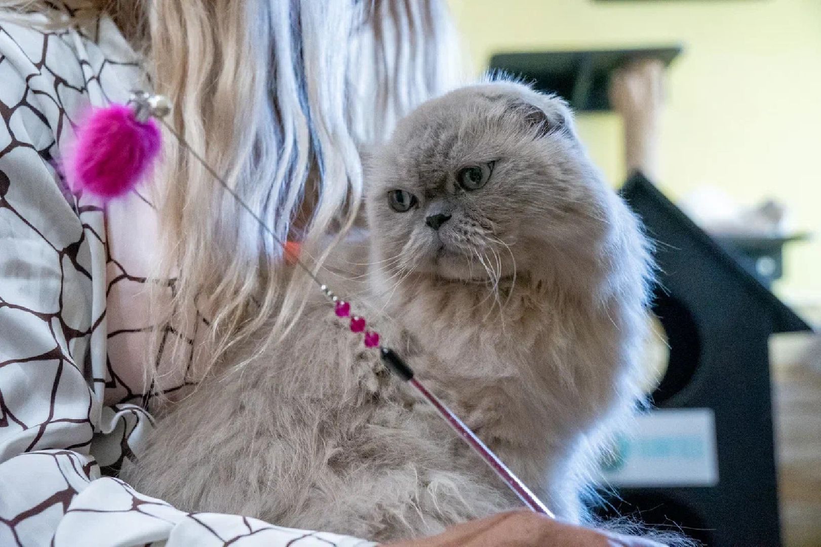 Общество, День кошек, Праздник, Румфолд, Ликино-Дулево, Куровское