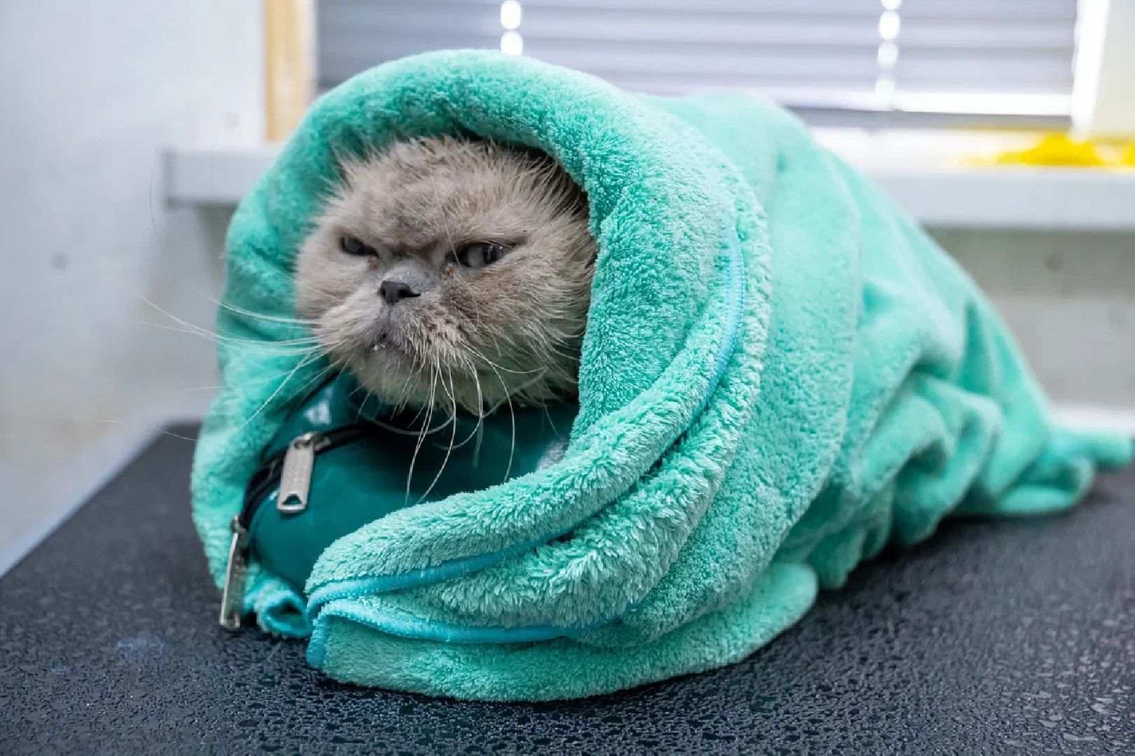 Общество, День кошек, Праздник, Румфолд, Ликино-Дулево, Куровское