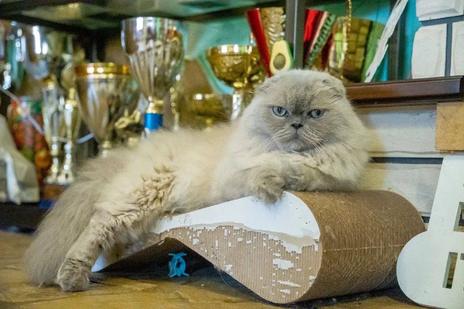 Общество, День кошек, Праздник, Румфолд, Ликино-Дулево, Куровское