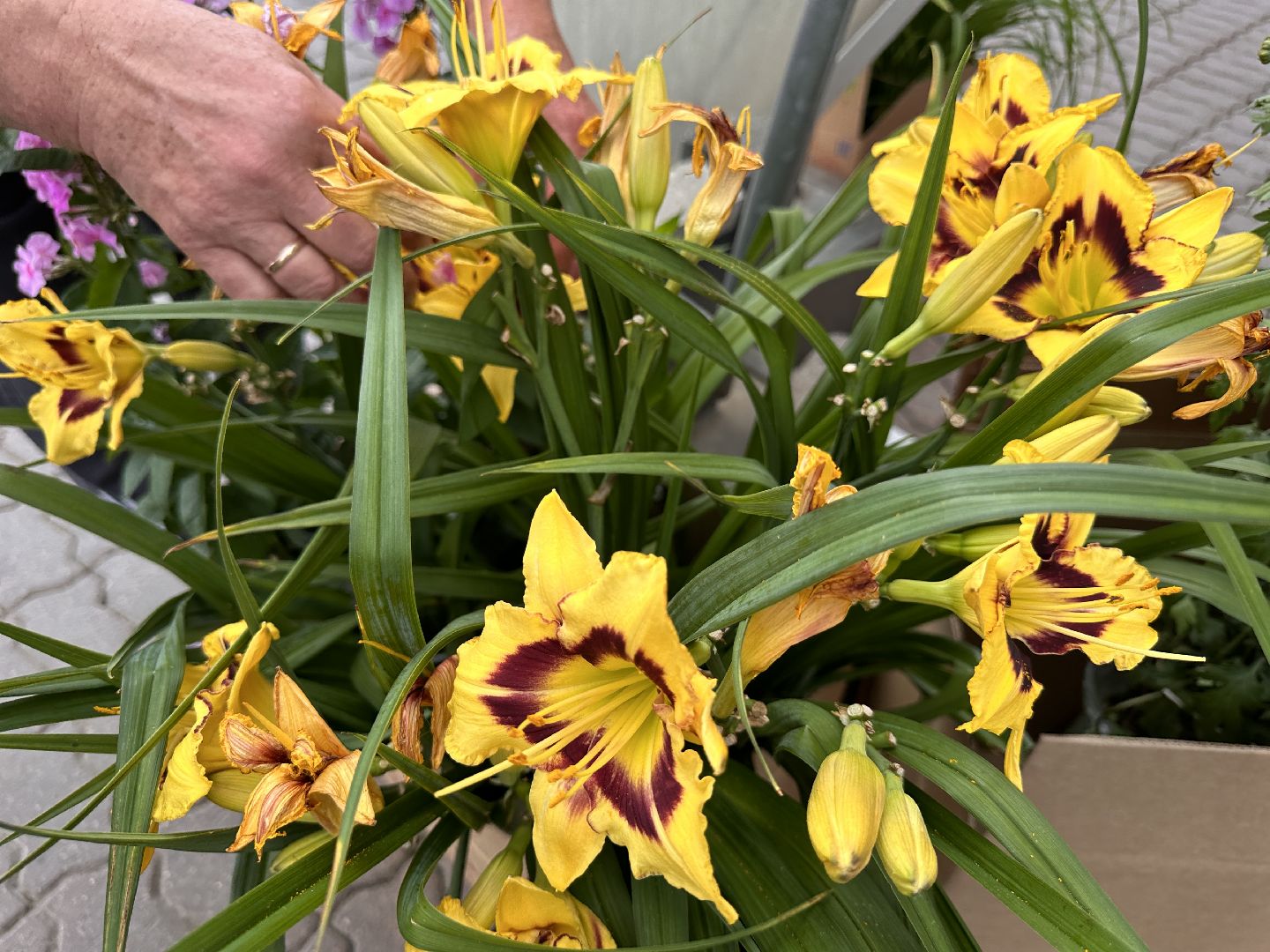 Одинцово, Одинцовское подворье, Мини базар, Торговля