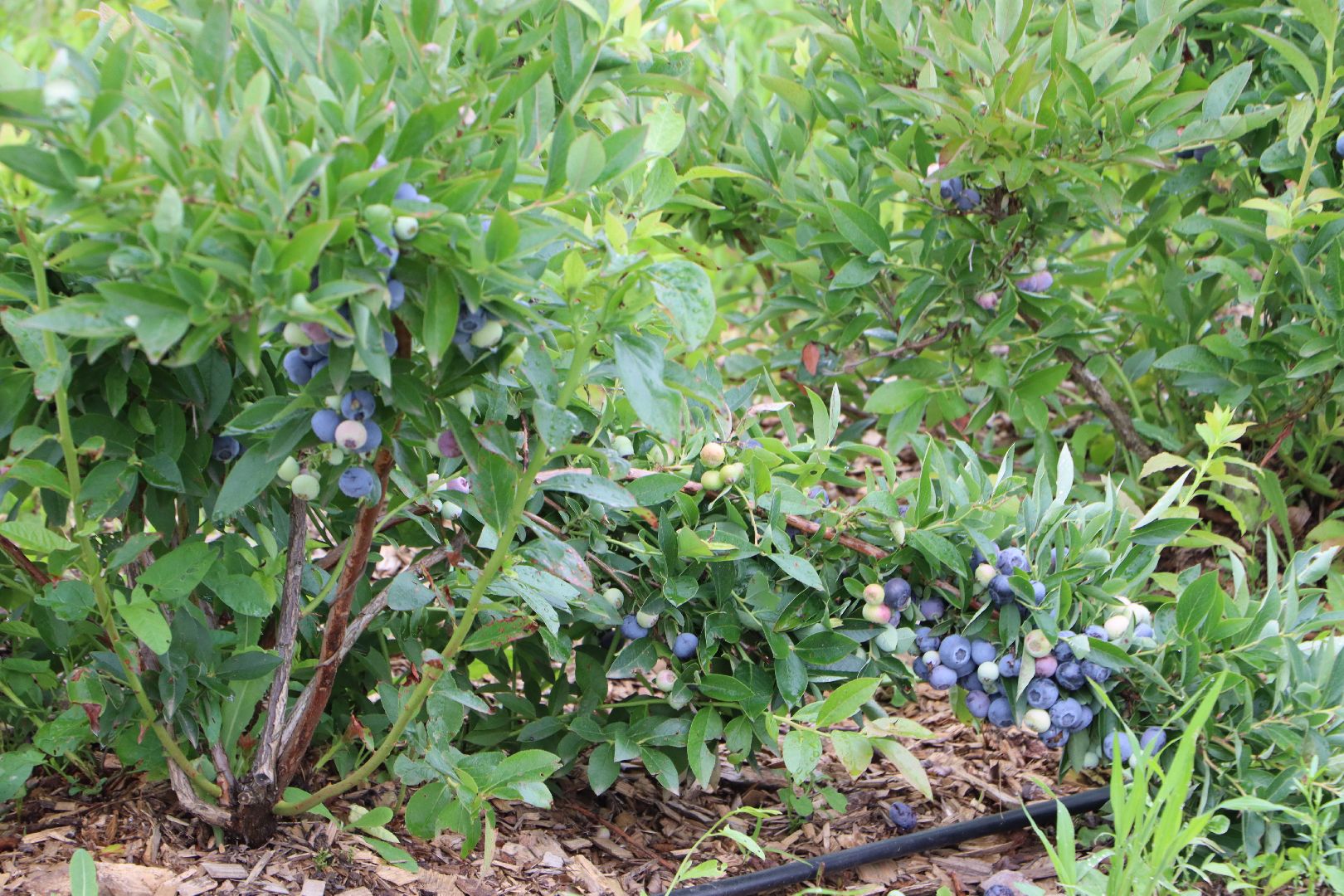 Серебряные Пруды, сельское хозяйство, голубика