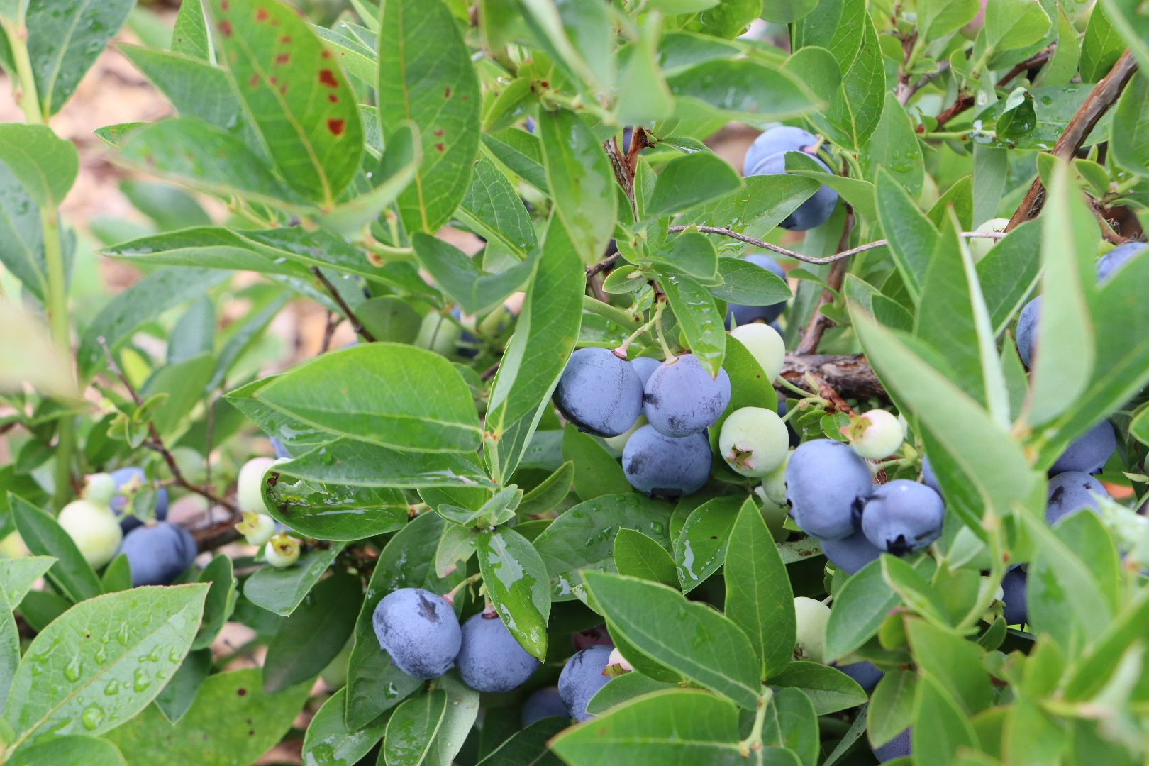 Серебряные Пруды, сельское хозяйство, голубика