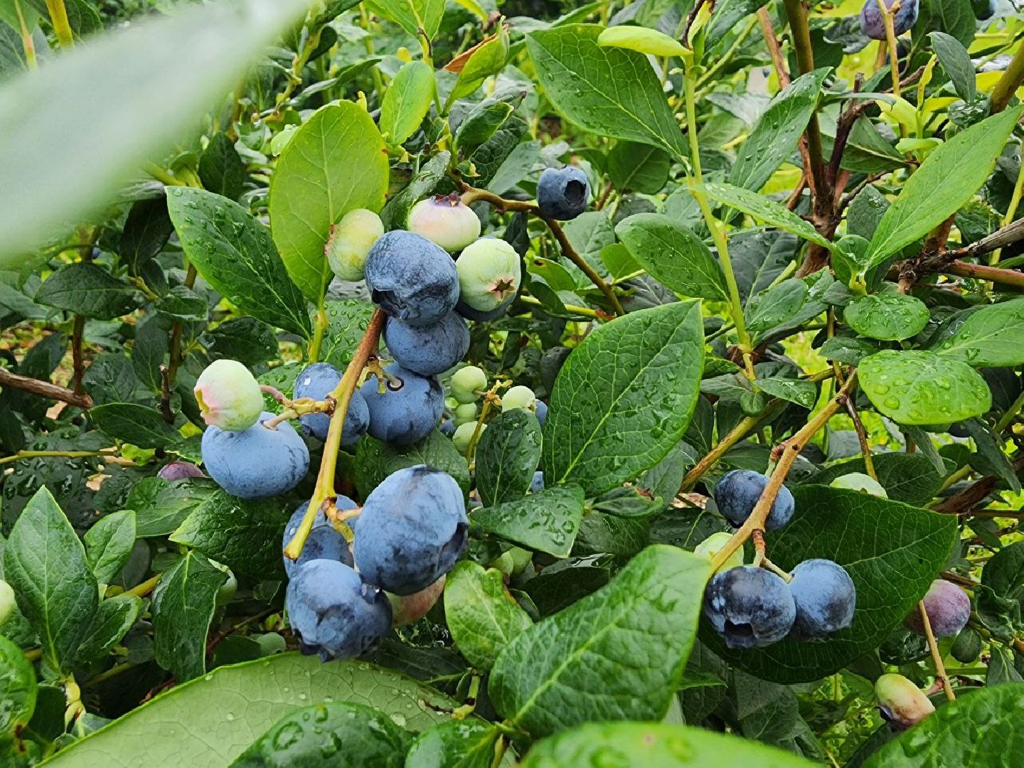 Серебряные Пруды, сельское хозяйство, голубика