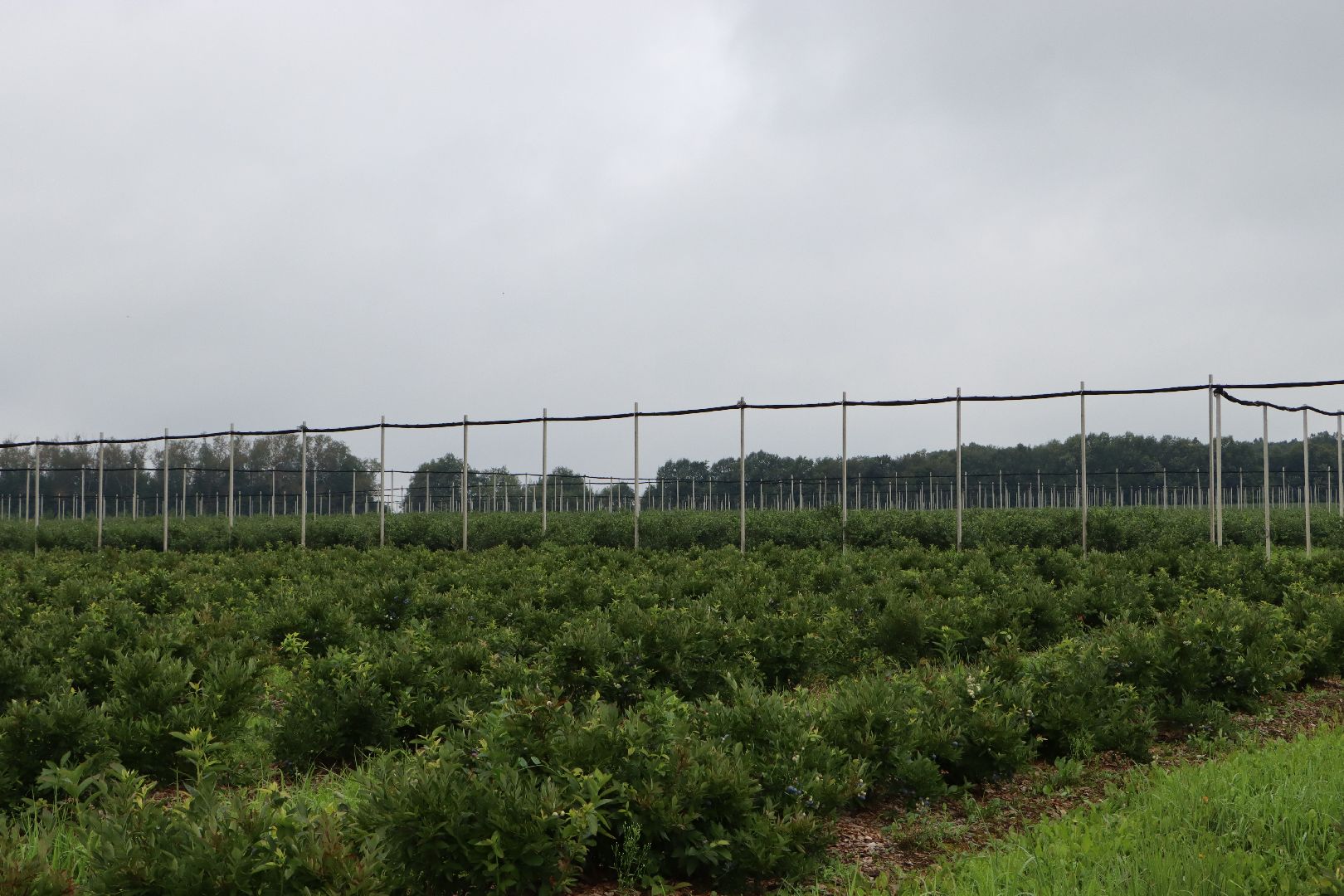 Серебряные Пруды, сельское хозяйство, голубика