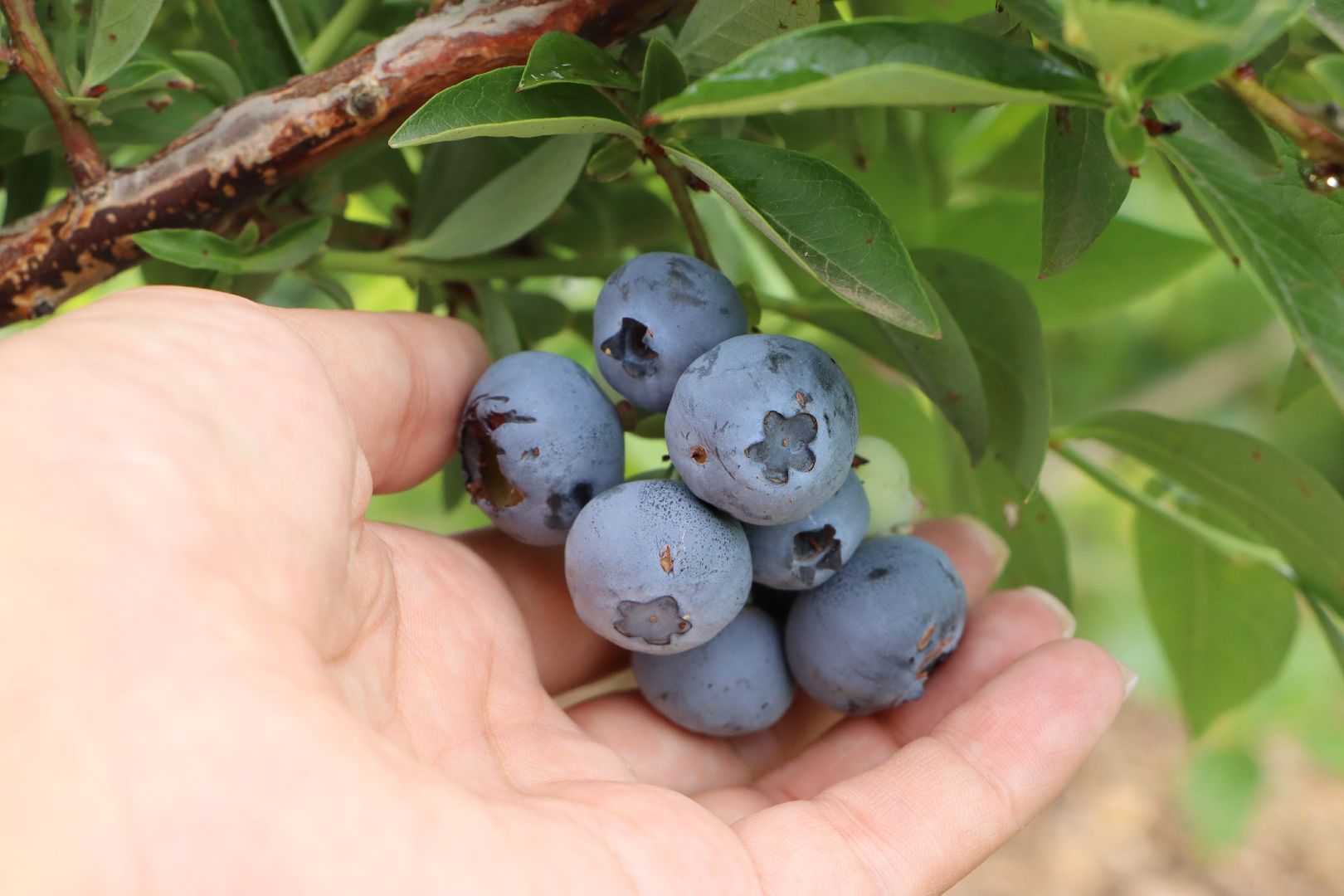 Серебряные Пруды, сельское хозяйство, голубика
