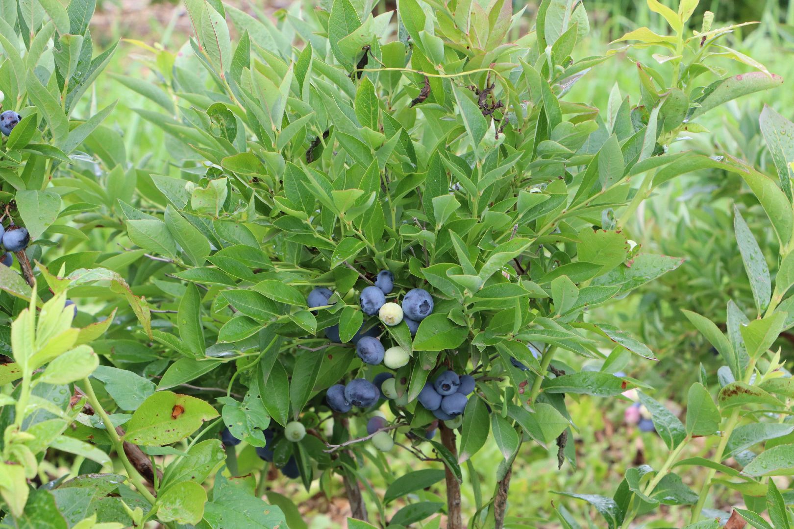 Серебряные Пруды, сельское хозяйство, голубика