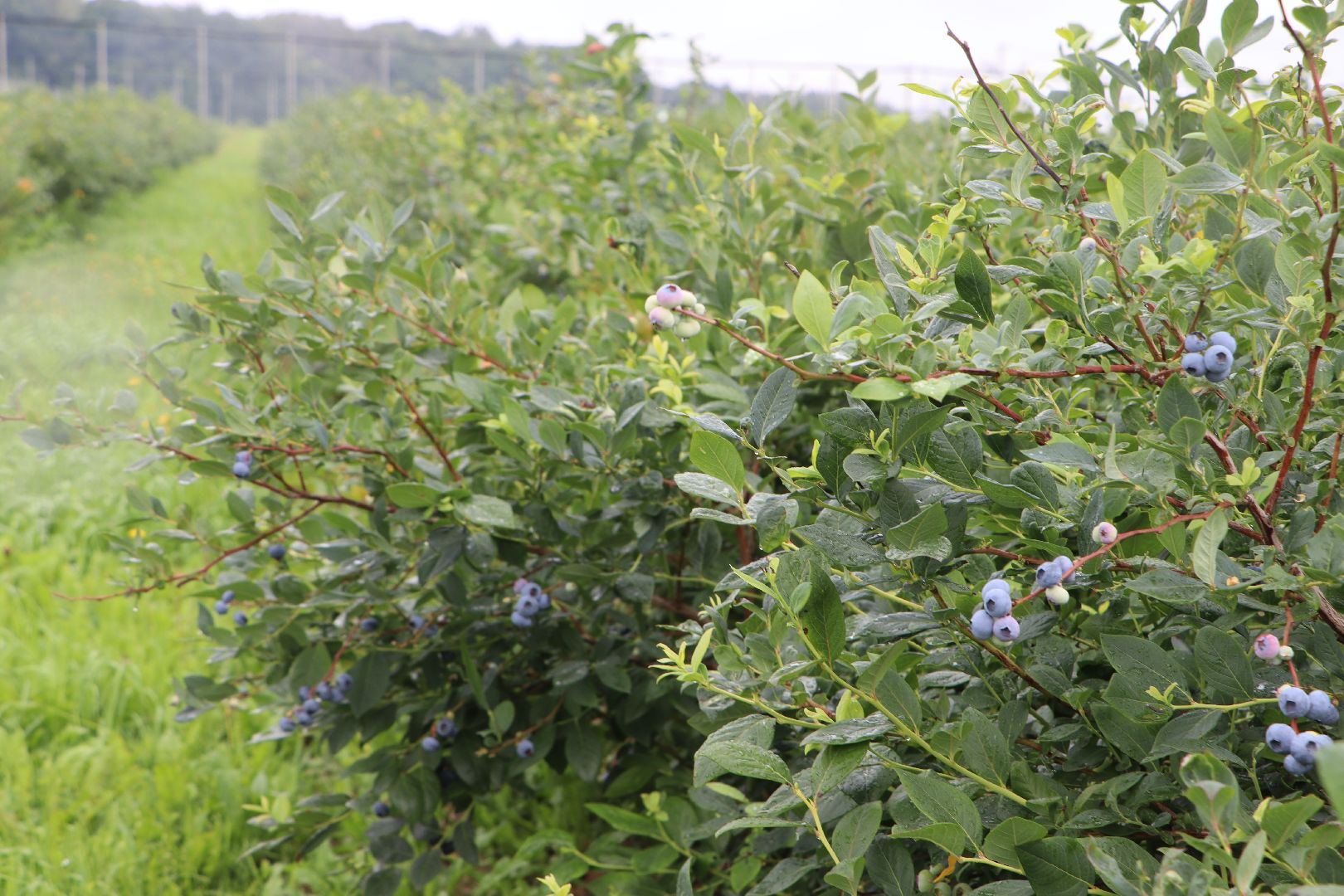 Серебряные Пруды, сельское хозяйство, голубика