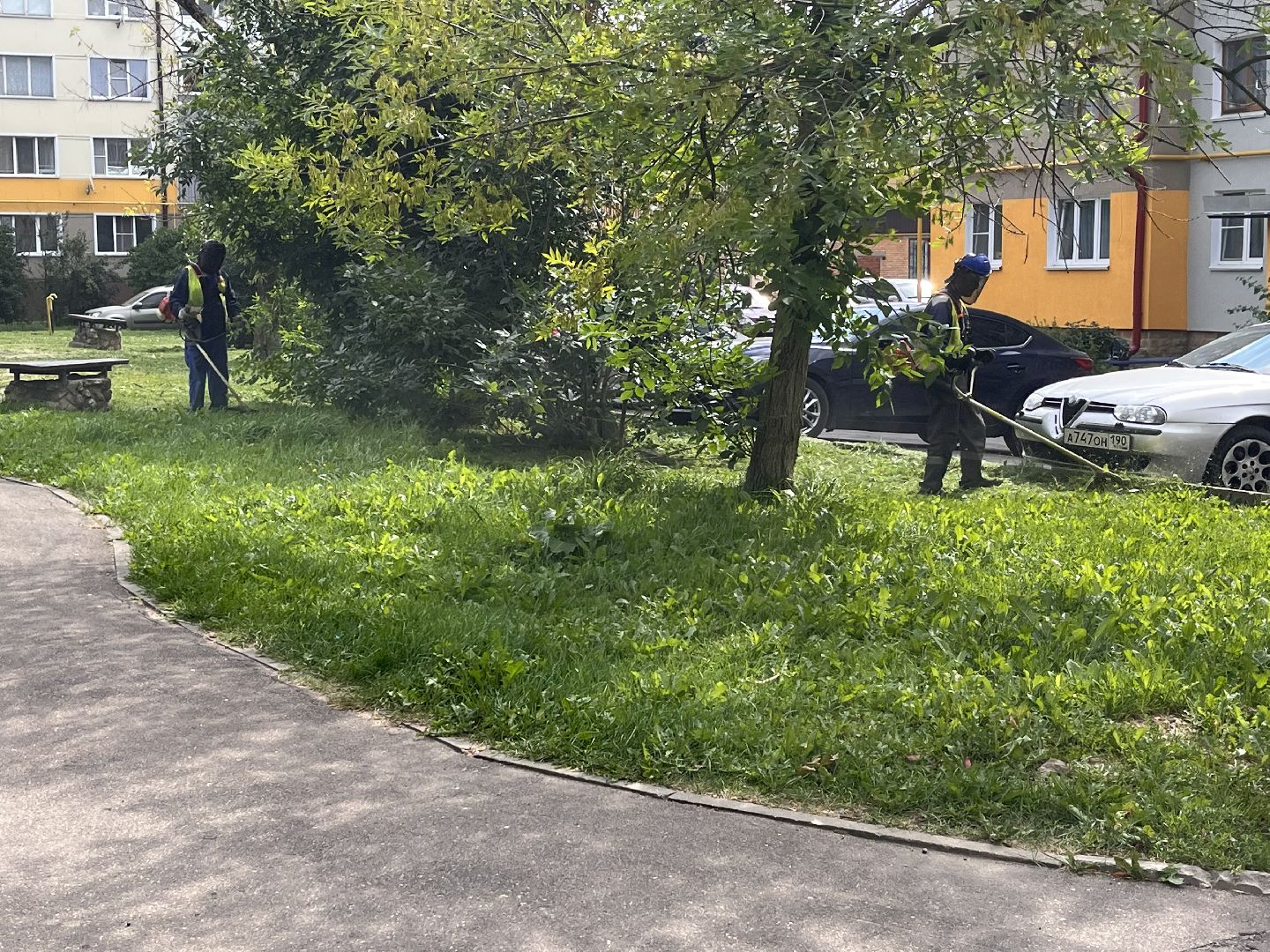 Шаховская, покос, трава