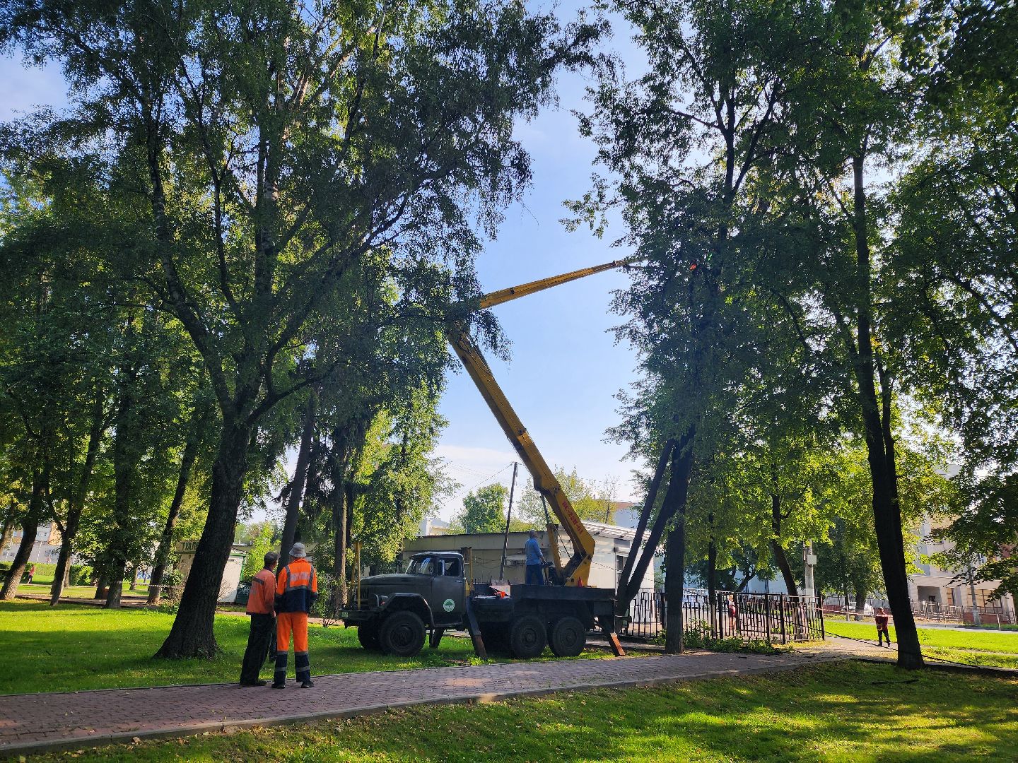 Подольск, благоустройство, дерево, безопасность