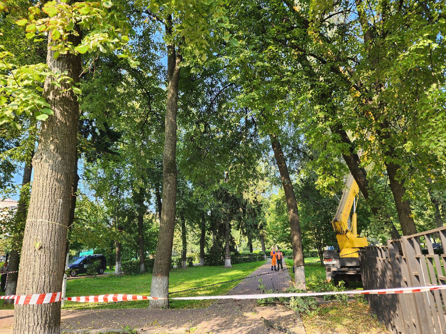 Подольск, благоустройство, дерево, безопасность