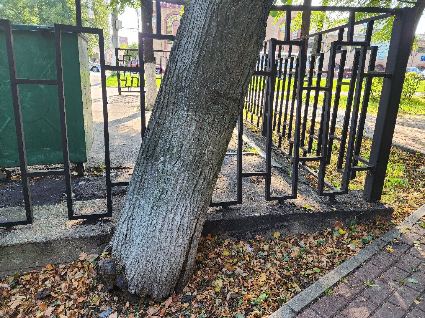Подольск, благоустройство, дерево, безопасность