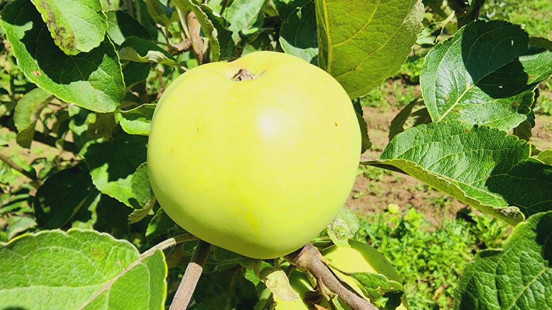 Подмосковье, Ивантеевка, сельское хозяйство,