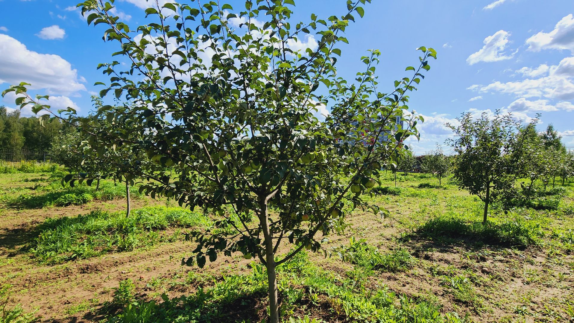 Подмосковье, Ивантеевка, сельское хозяйство,