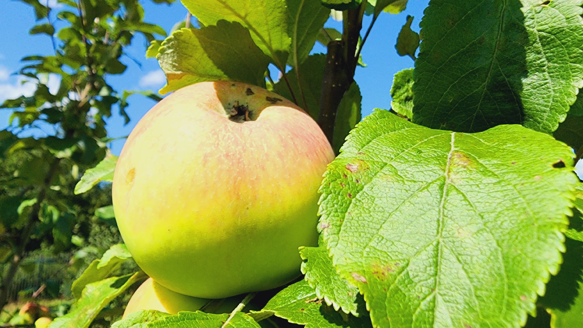 Подмосковье, Ивантеевка, сельское хозяйство,