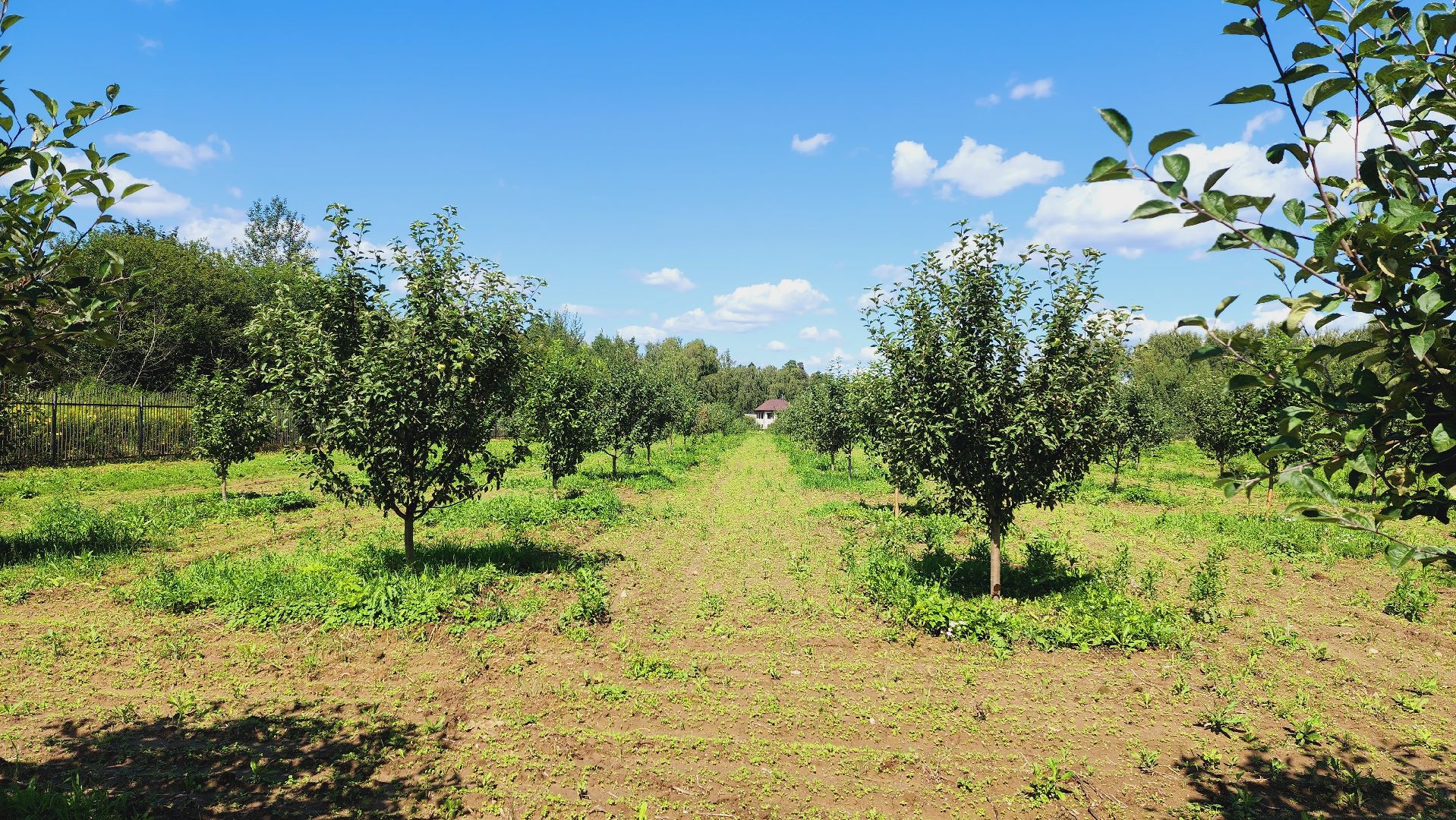 Подмосковье, Ивантеевка, сельское хозяйство,