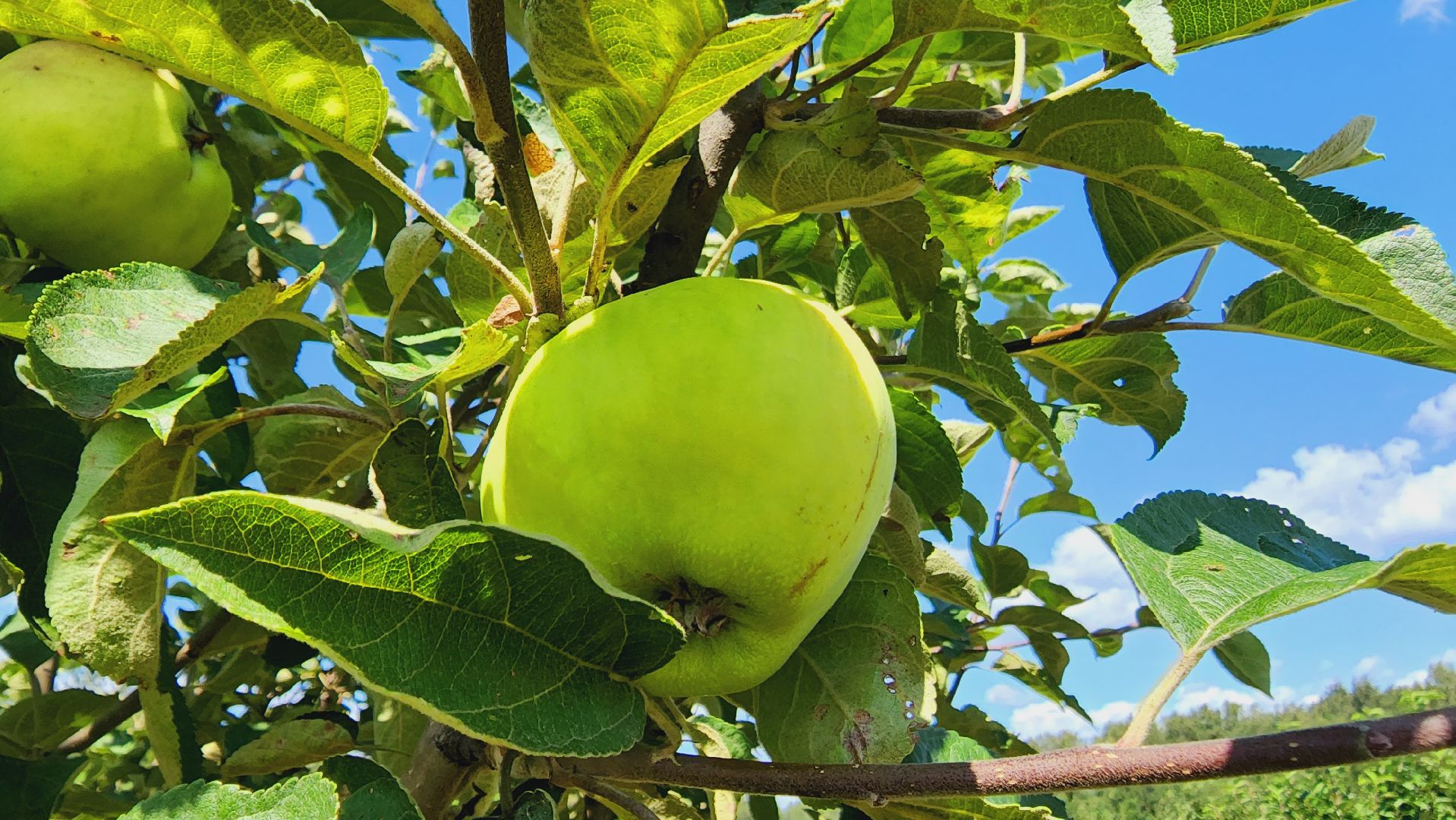 Подмосковье, Ивантеевка, сельское хозяйство,