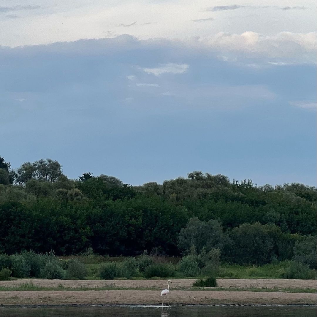 Пущино, экология, фламинго