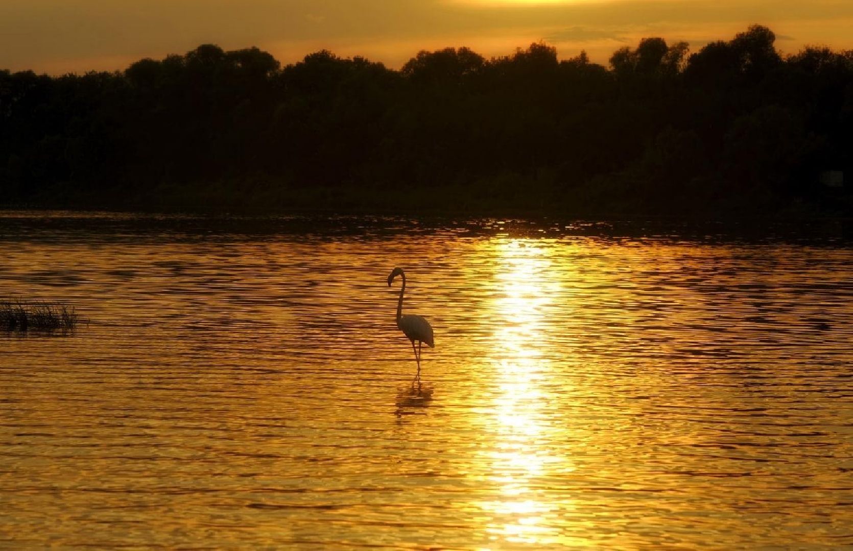Пущино, экология, фламинго