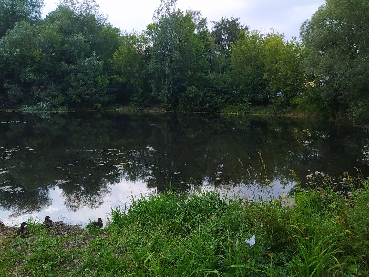 Нахабино, пруд, очистка