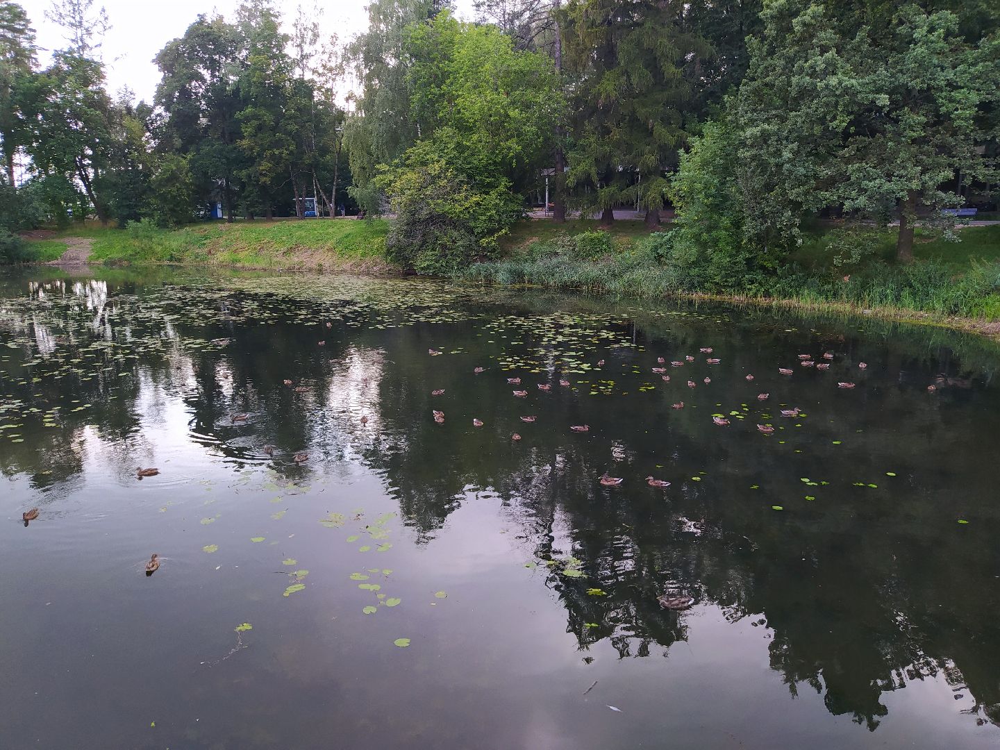 Нахабино, пруд, очистка