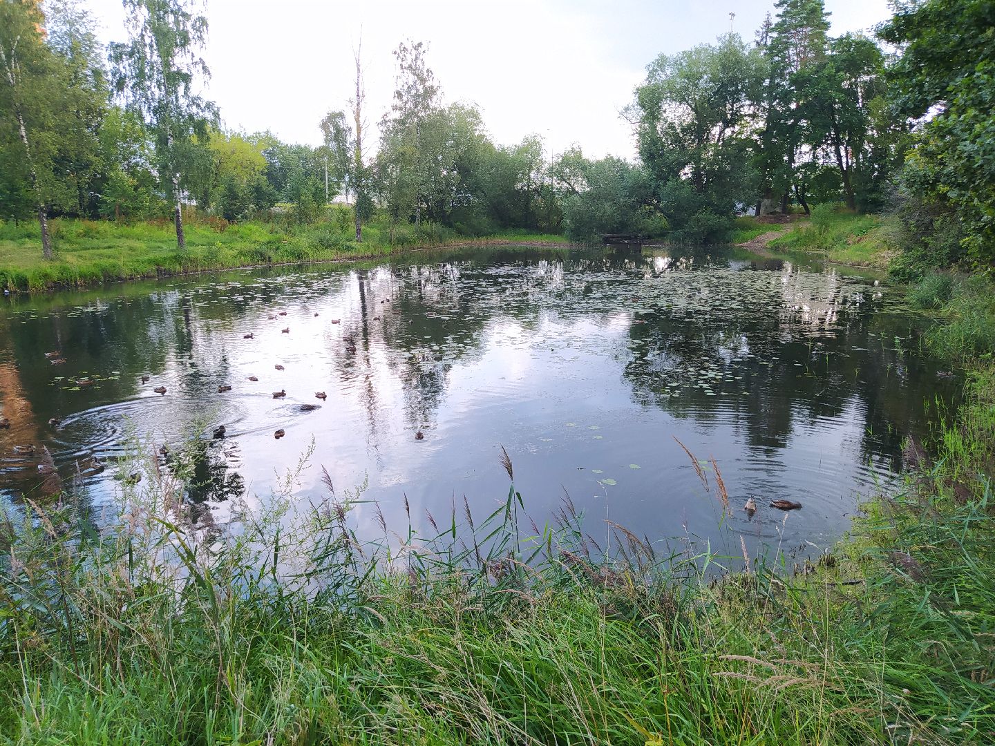 Нахабино, пруд, очистка