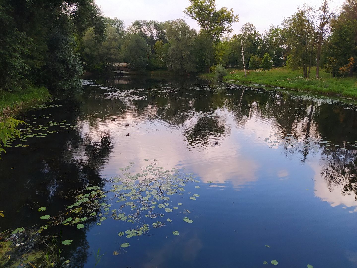Нахабино, пруд, очистка