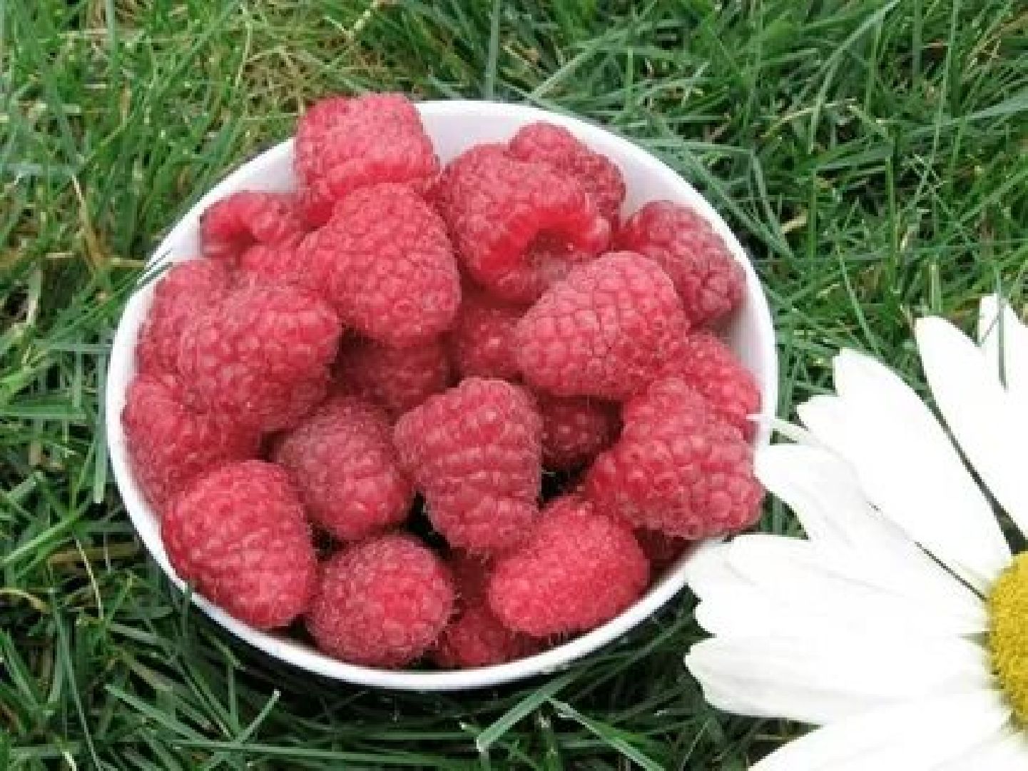 Звенигород, сельское хозяйство, садовый центр