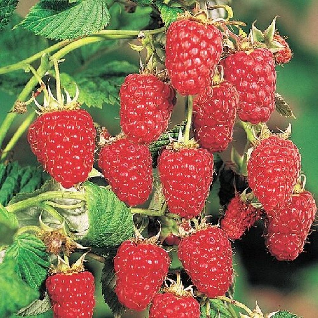 Звенигород, сельское хозяйство, садовый центр