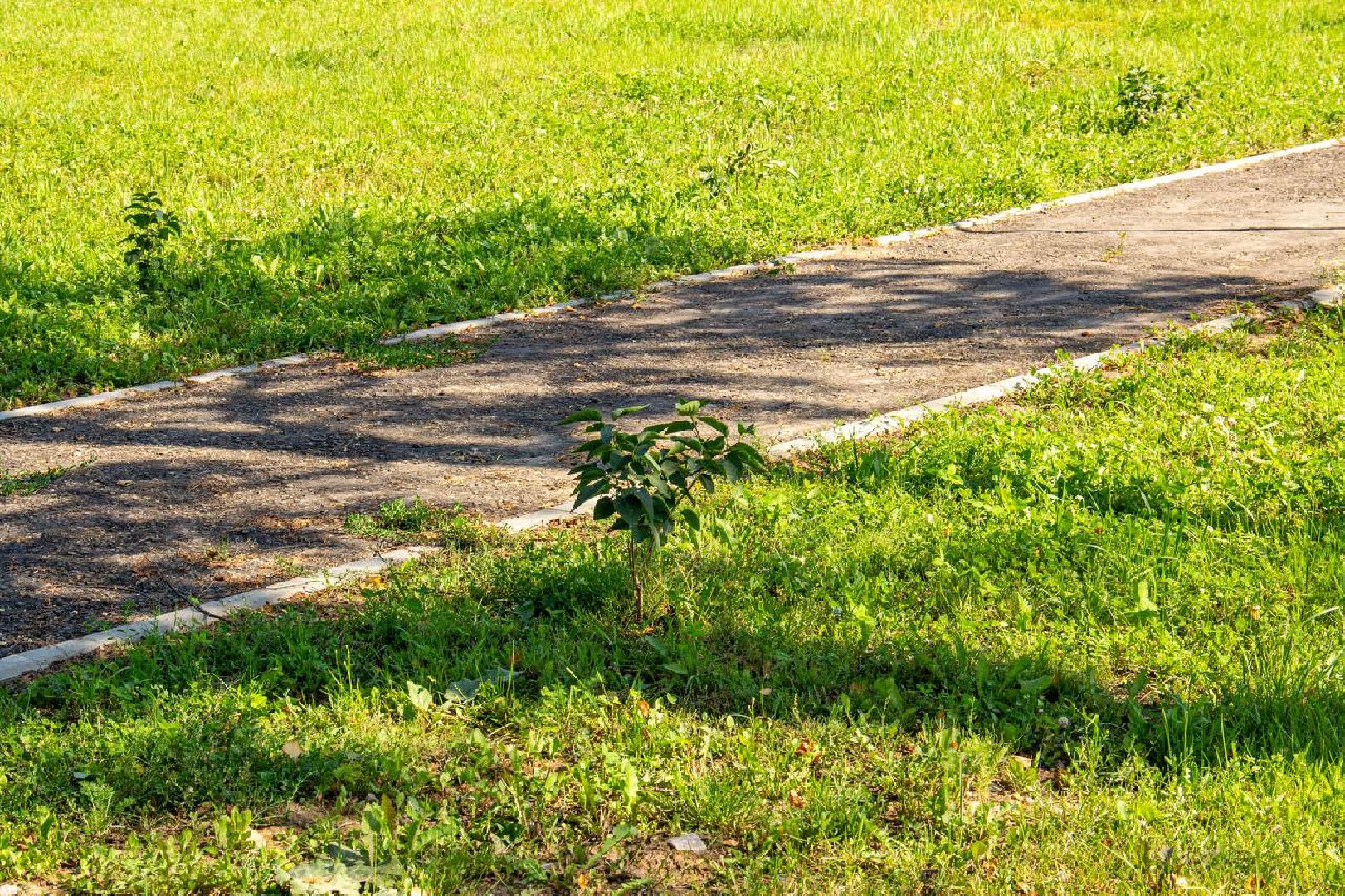 Подольск, благоустройство, население, инициатива жителей, власть