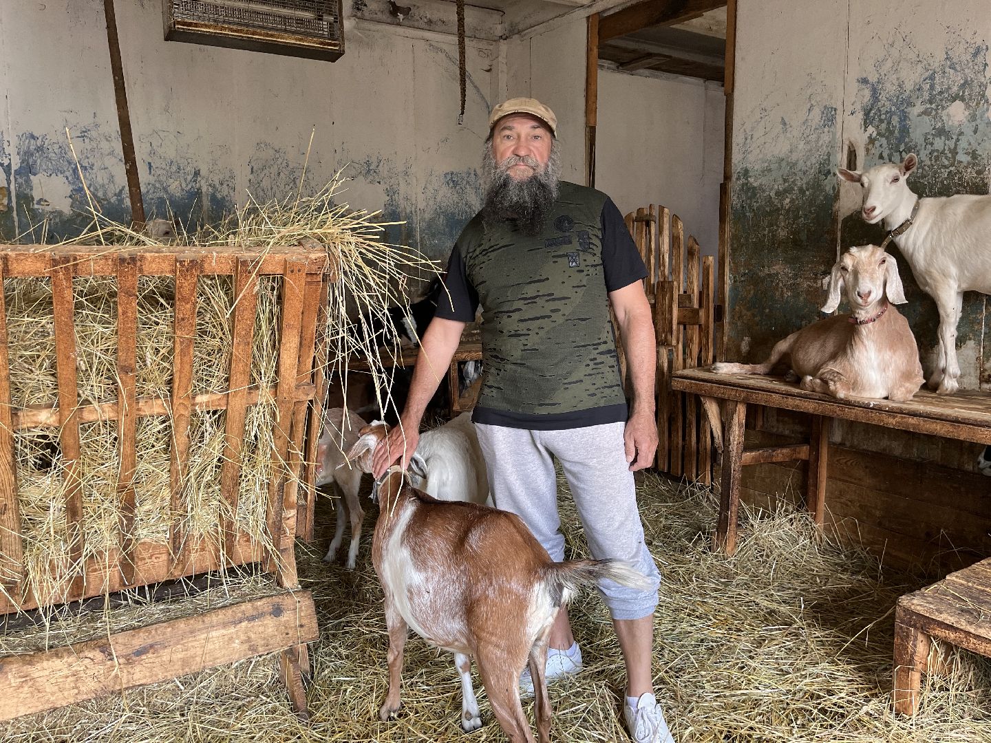 Шаховская, кфх, козы, ферма