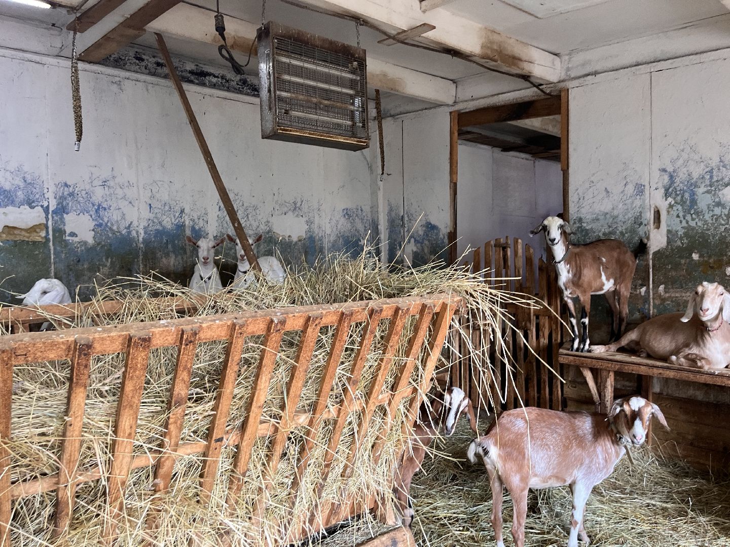 Шаховская, кфх, козы, ферма