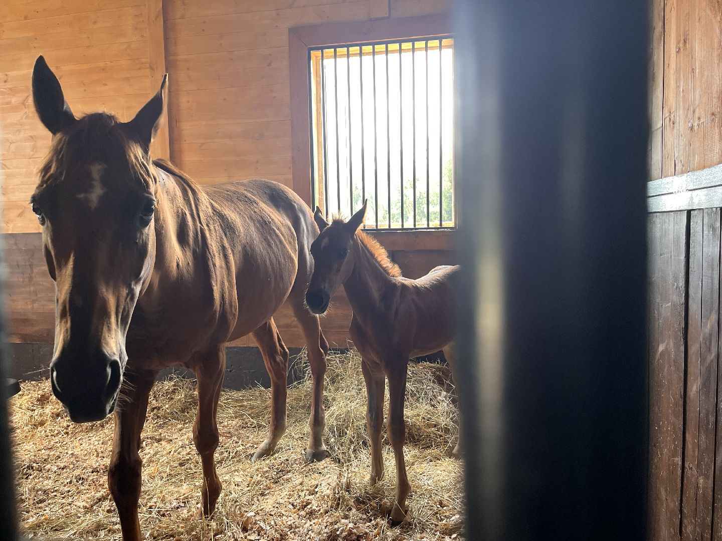 Шаховская, кфх, козы, ферма