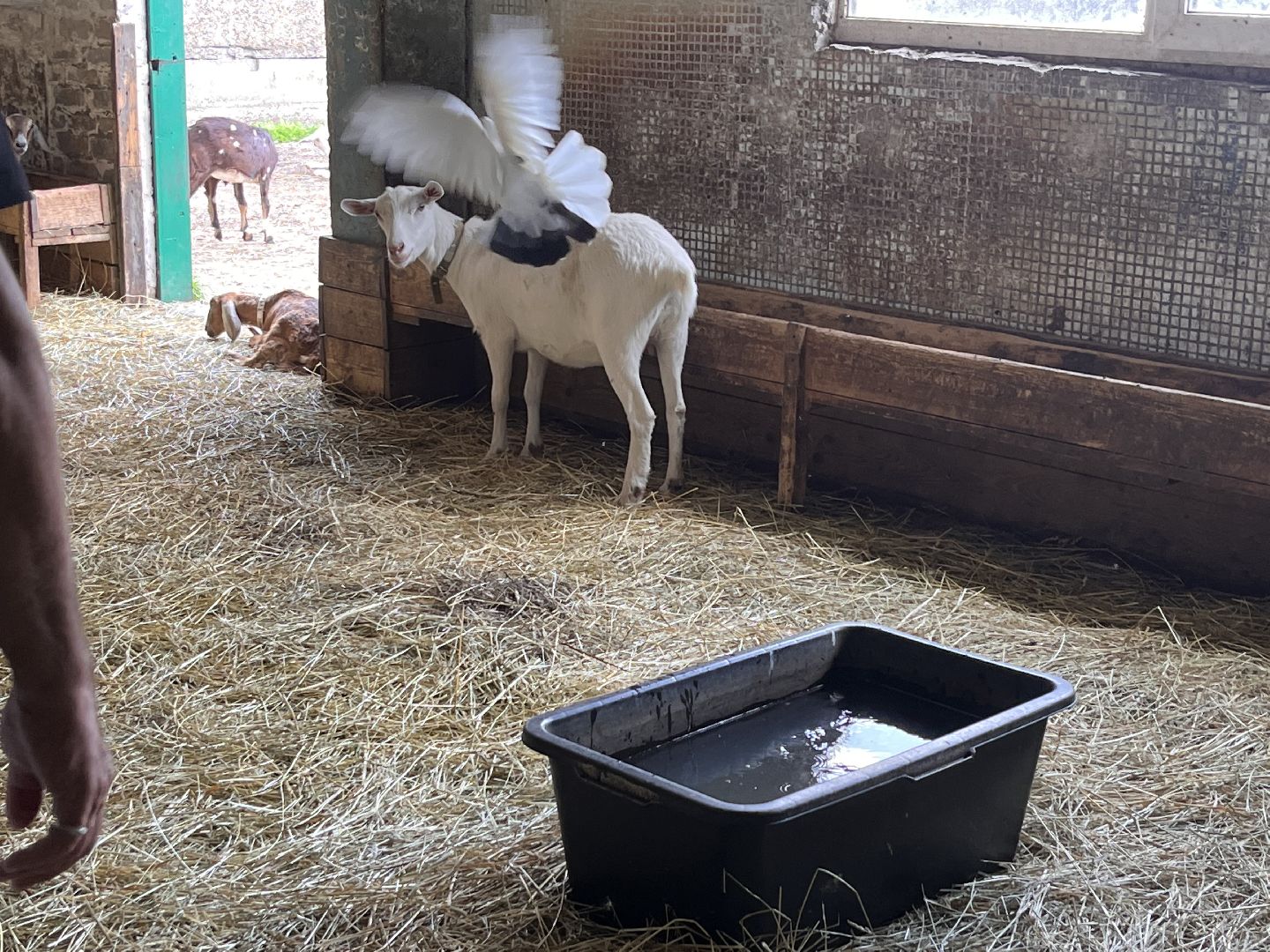 Шаховская, кфх, козы, ферма