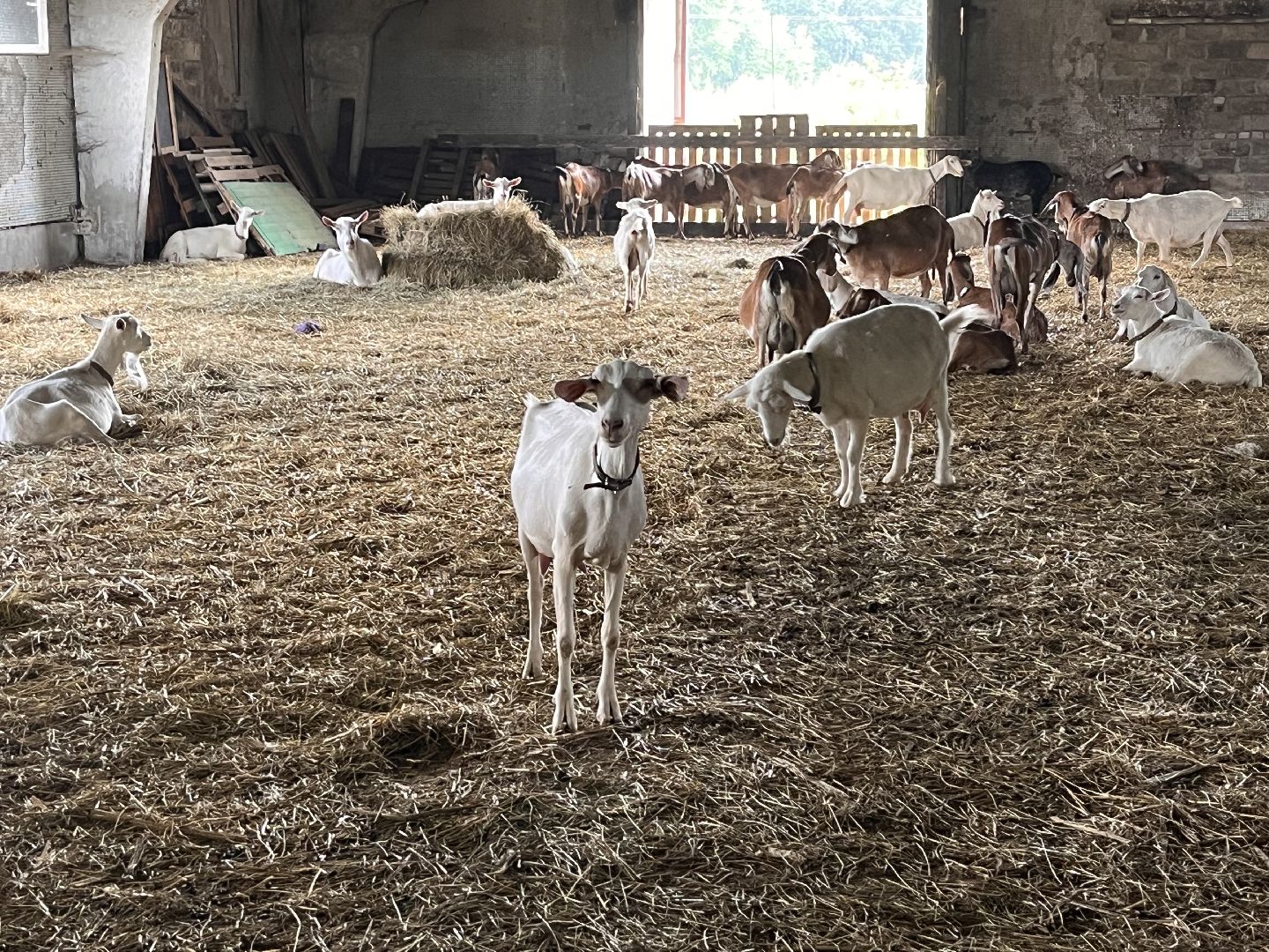 Шаховская, кфх, козы, ферма