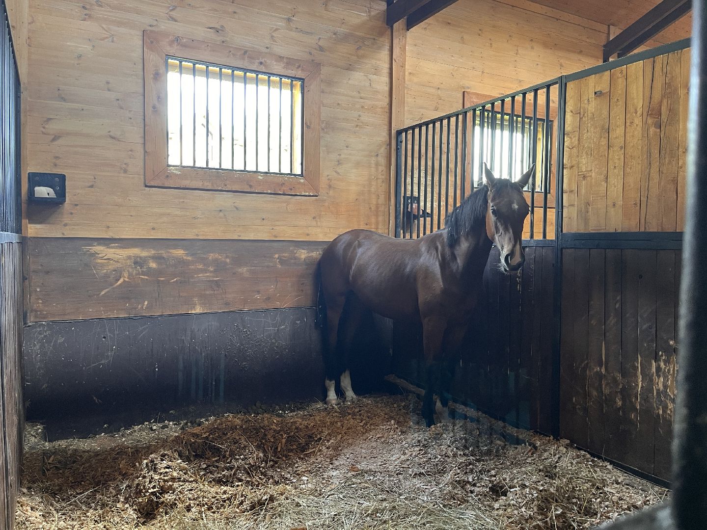 Шаховская, кфх, козы, ферма