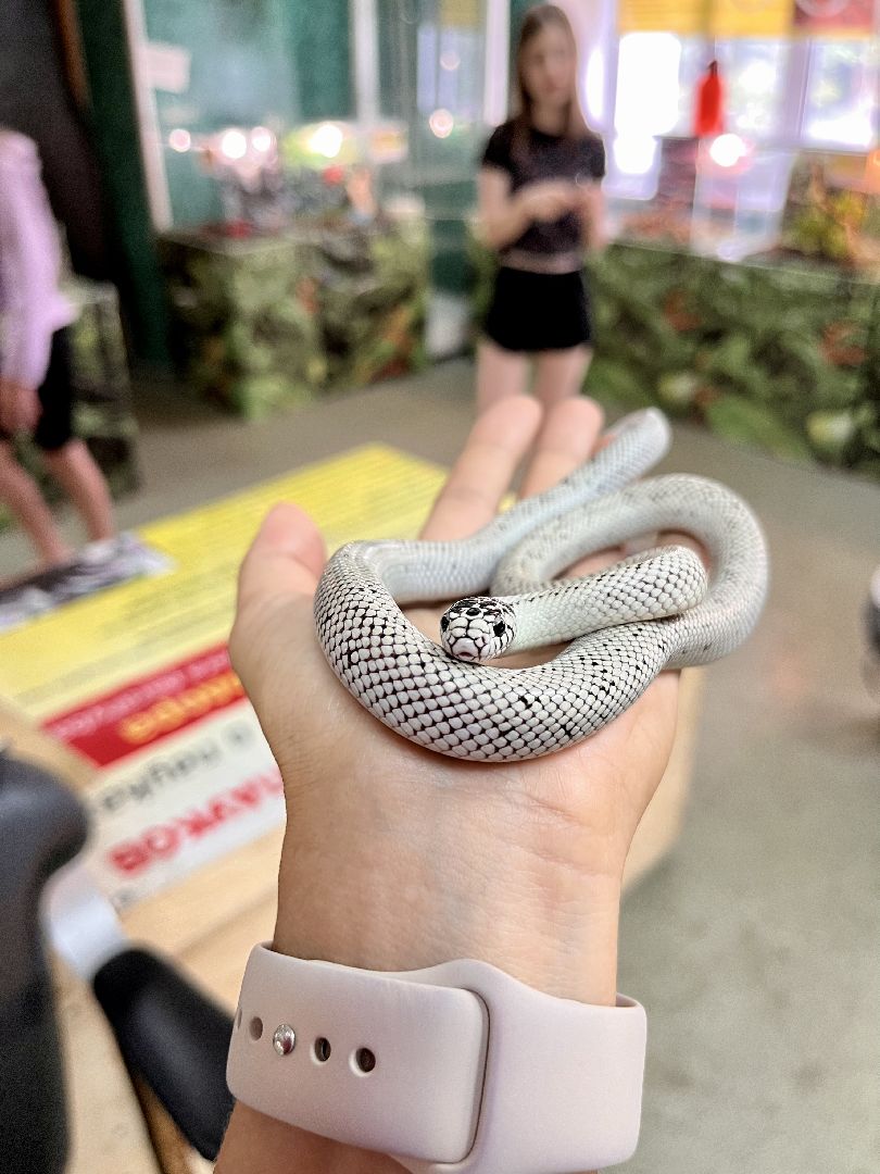 Шаховская, змеи, пауки, выставка