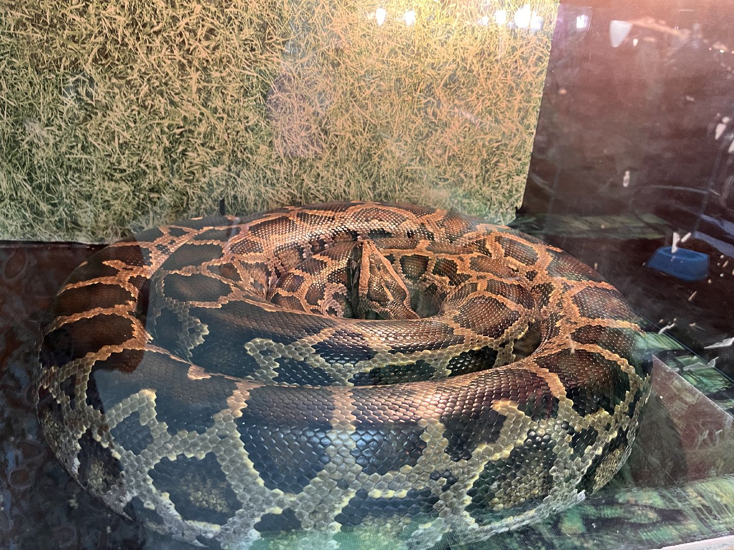 Шаховская, змеи, пауки, выставка