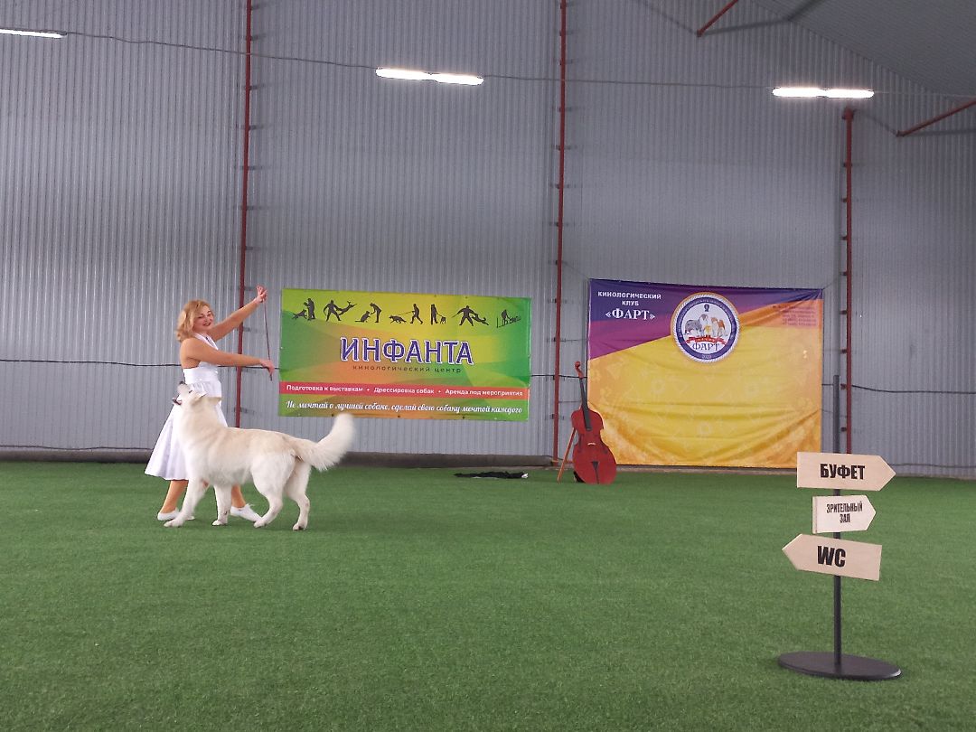 собака, Раменское, танцы с собаками, овчарка