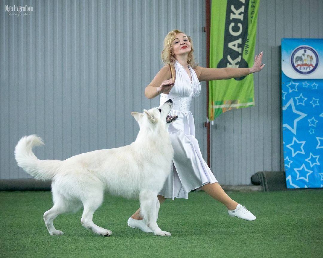 собака, Раменское, танцы с собаками, овчарка