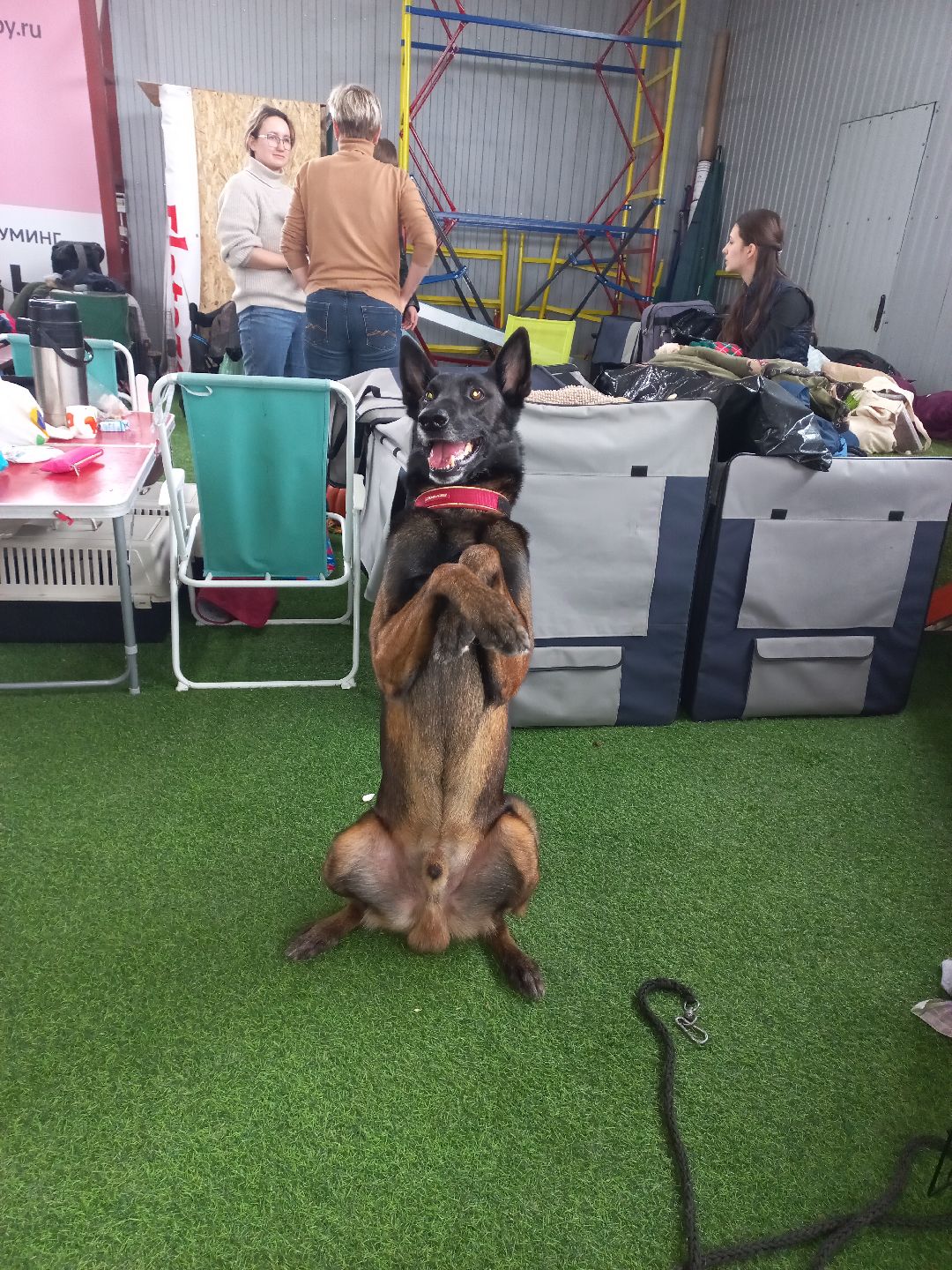 собака, Раменское, танцы с собаками, овчарка