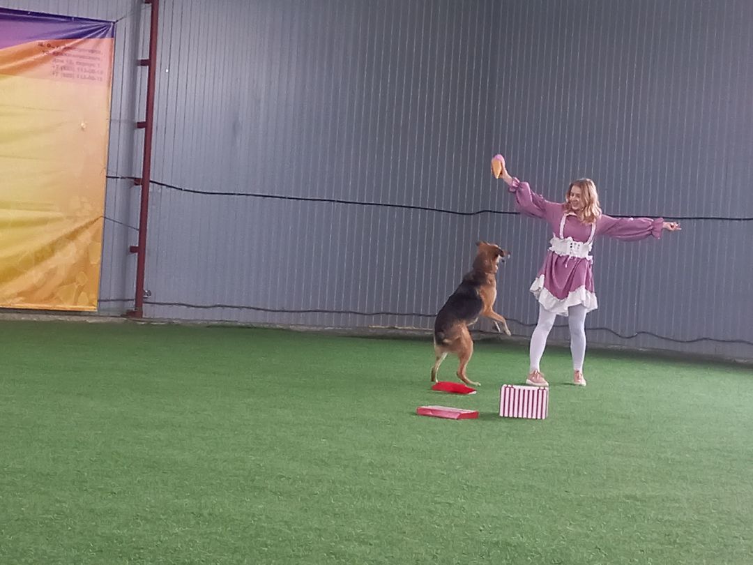 собака, Раменское, танцы с собаками, овчарка