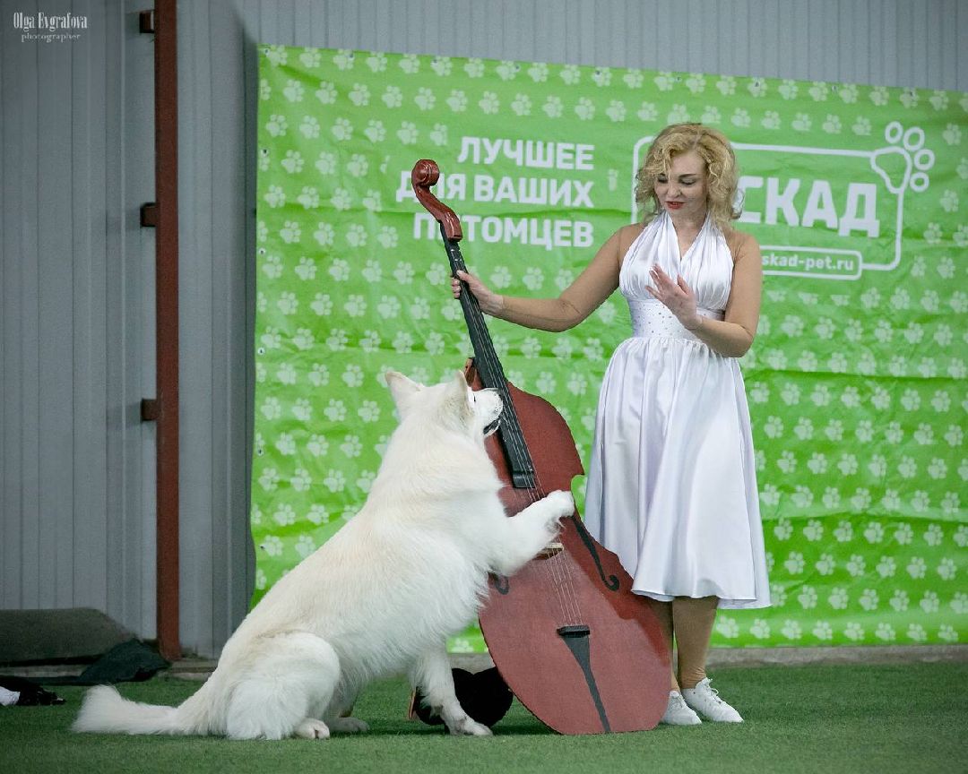 собака, Раменское, танцы с собаками, овчарка