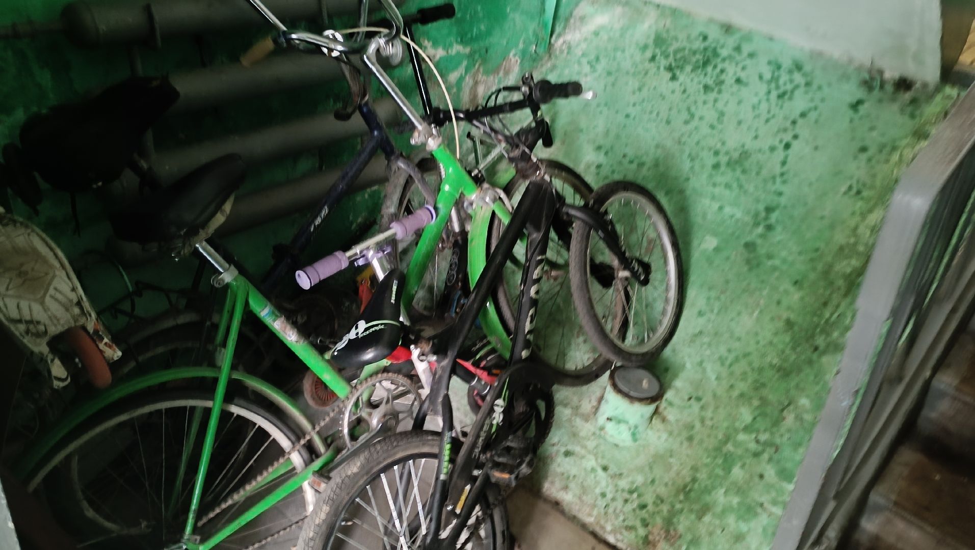 Лобня, ЖКХ, таракан