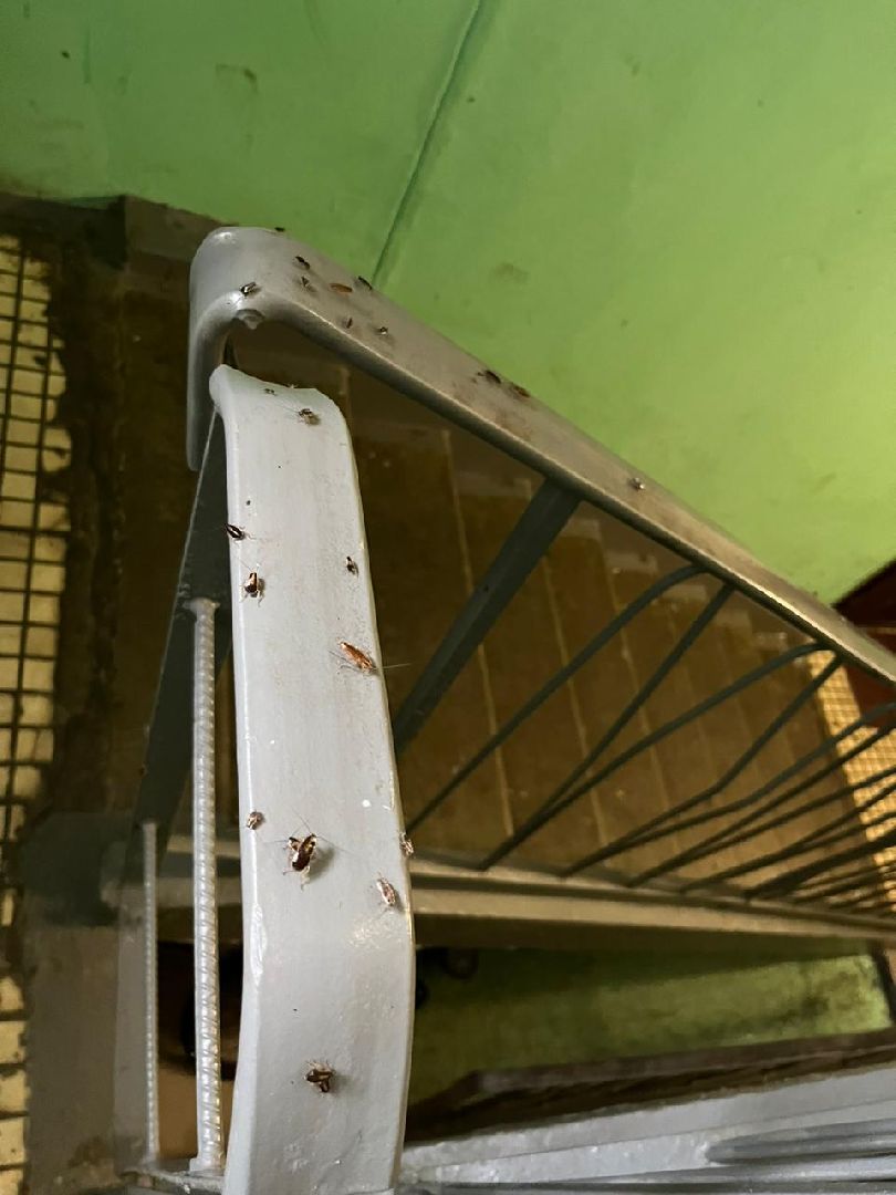 Лобня, ЖКХ, таракан