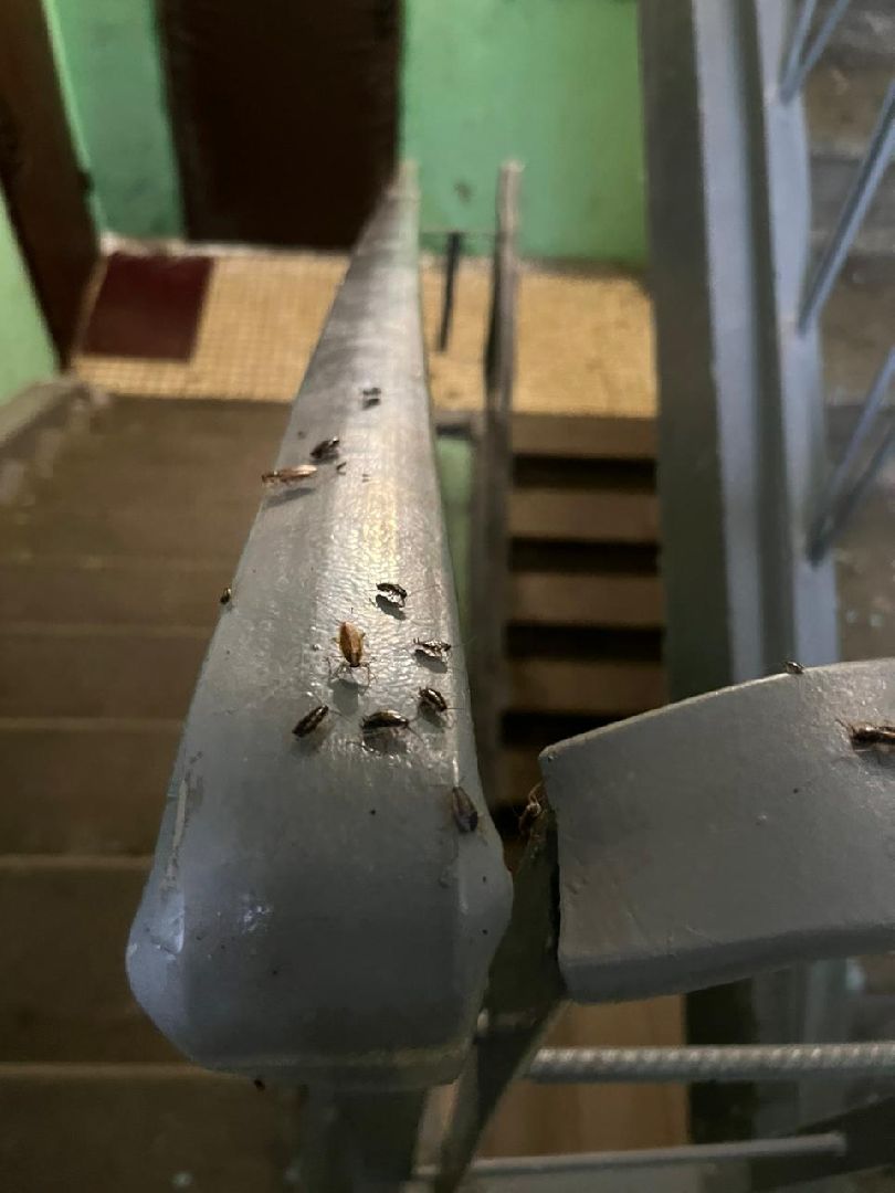 Лобня, ЖКХ, таракан