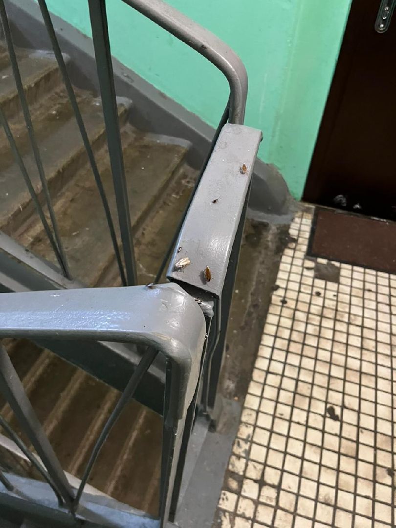 Лобня, ЖКХ, таракан