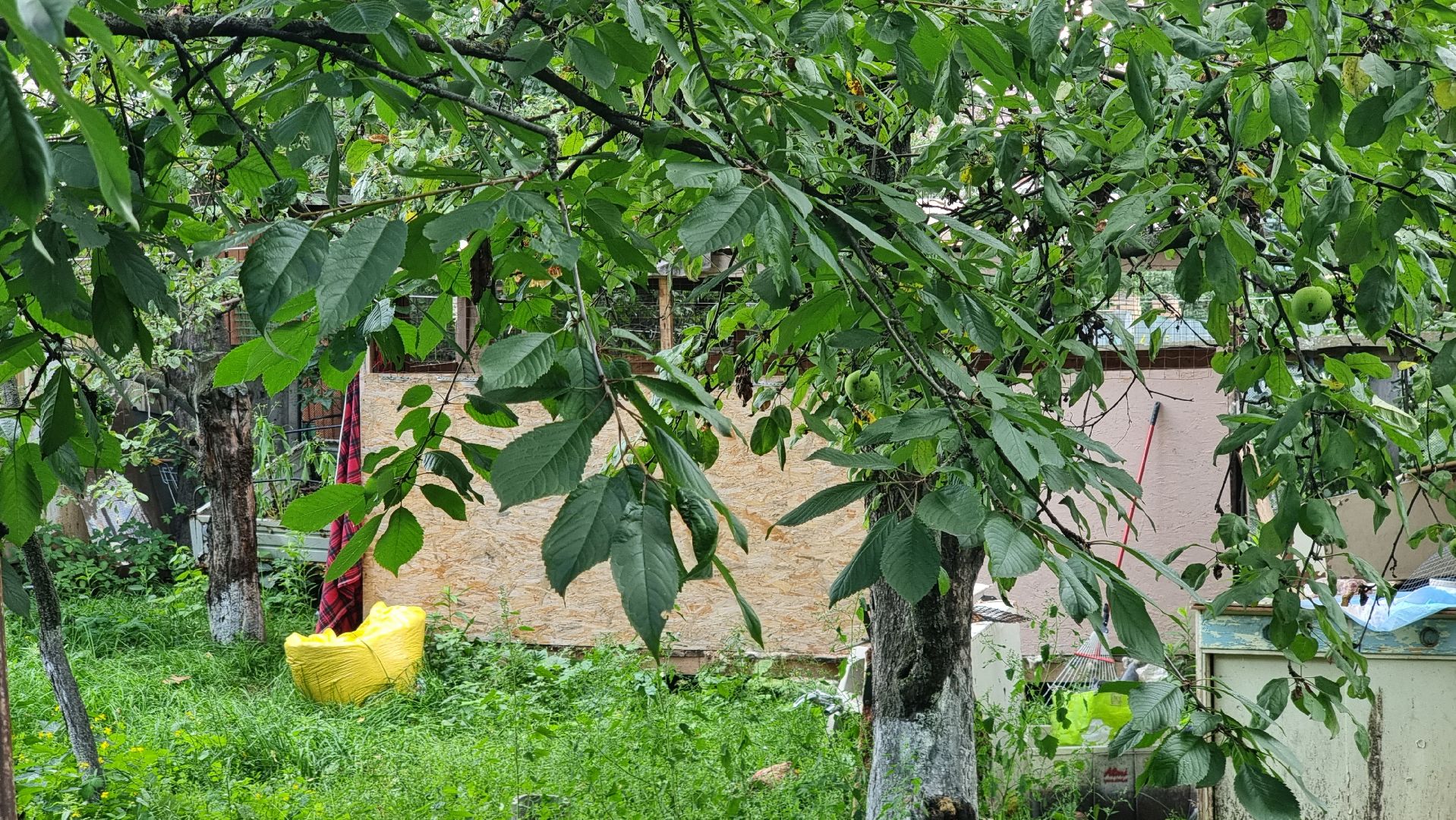 SOS, брошенные собаки, породистые собаки, разведенцы, жестокое обращение с животными, Томилино