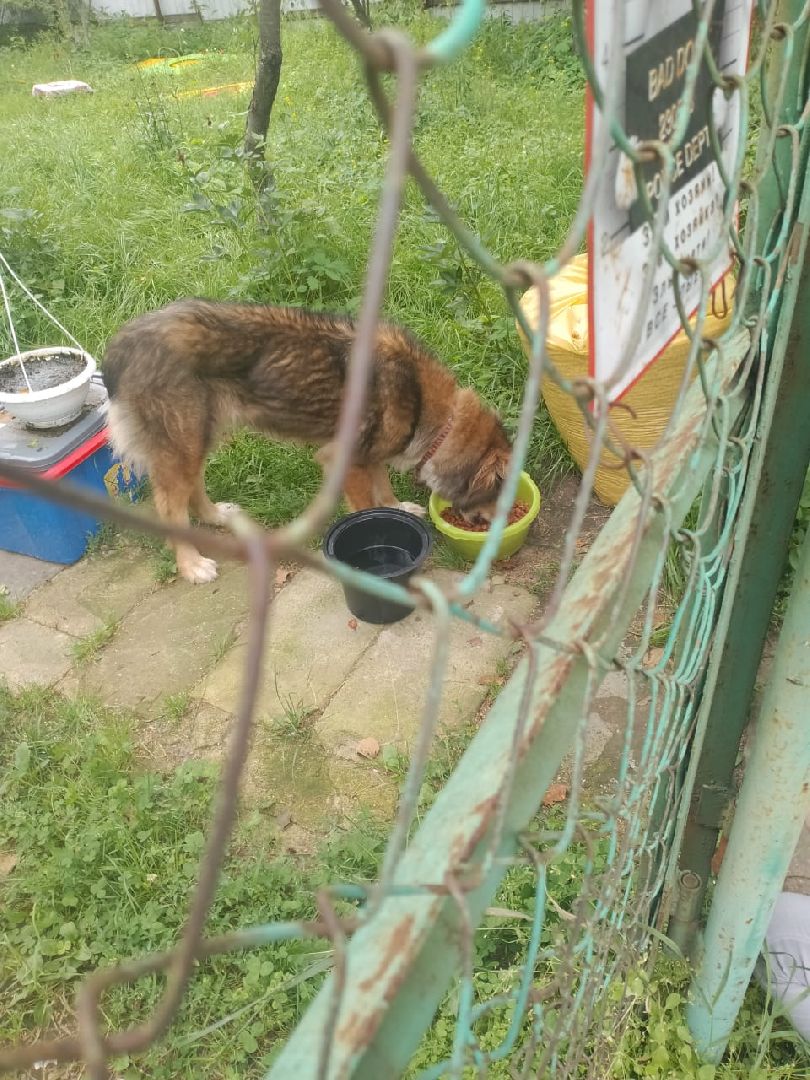 SOS, брошенные собаки, породистые собаки, разведенцы, жестокое обращение с животными, Томилино